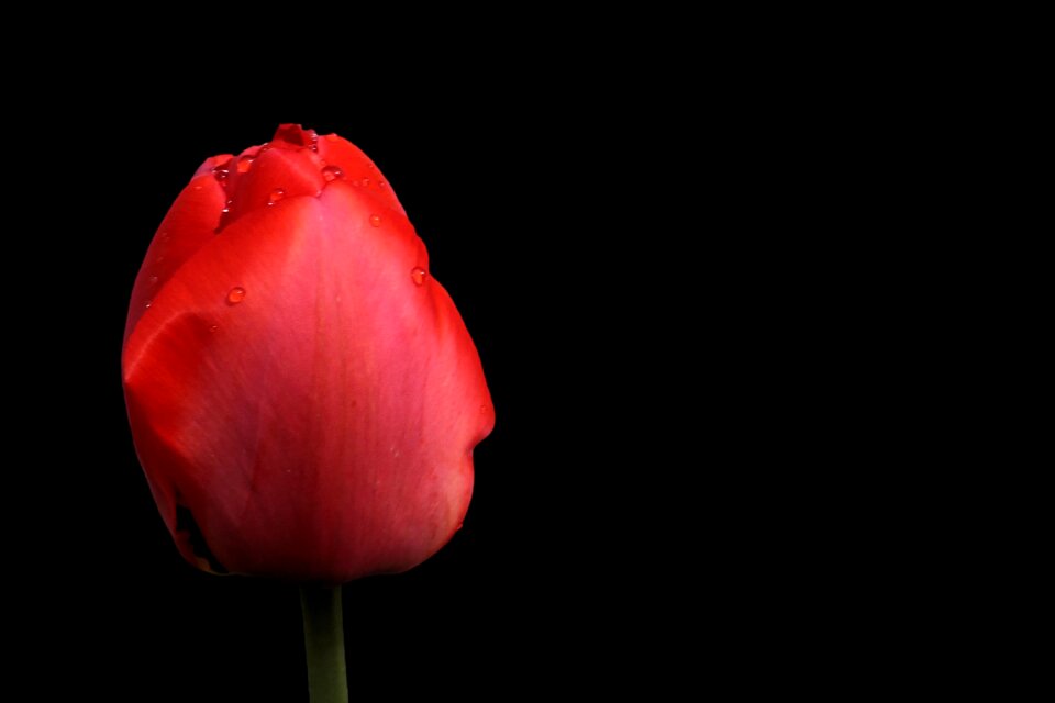 Spring flower blossom bloom