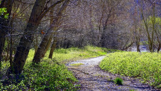 Forest outdoors nature