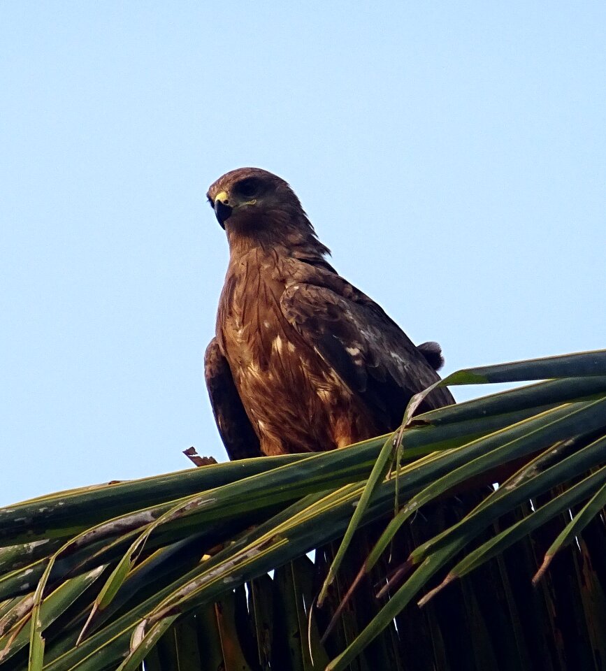 Milvus migrans raptor hunter