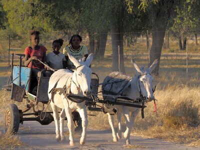 Cart donkey cart namibia