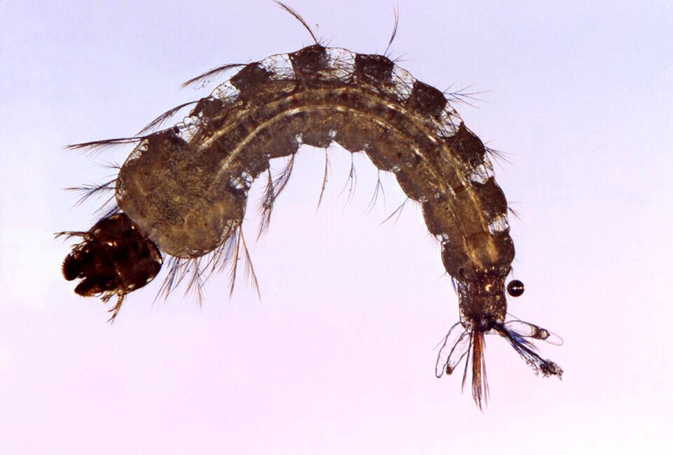 Transmits malaria or malaria parasitosis parasite