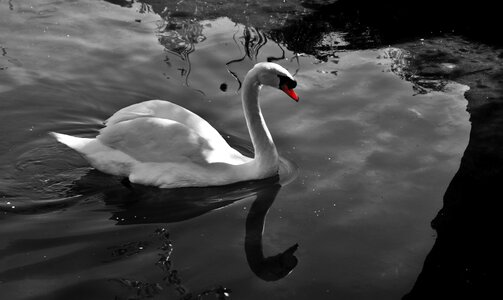 Tranquility reflections bird