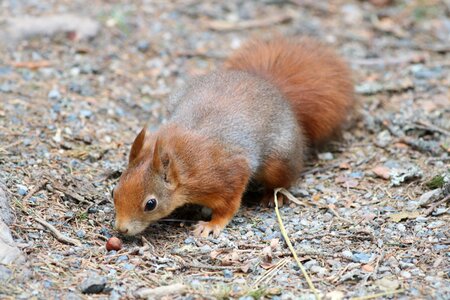 Nature small animals croissant