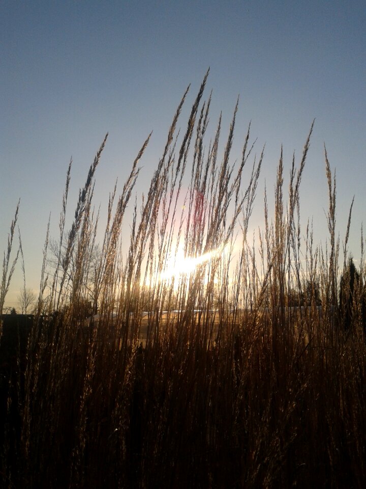 Summer sunset landscape
