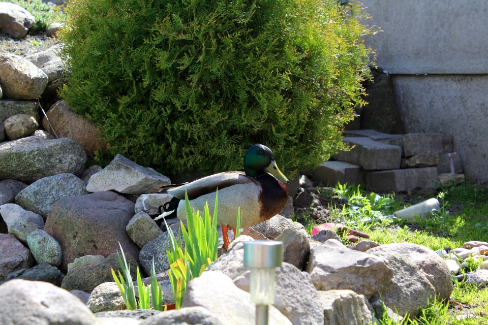 Bird water grass