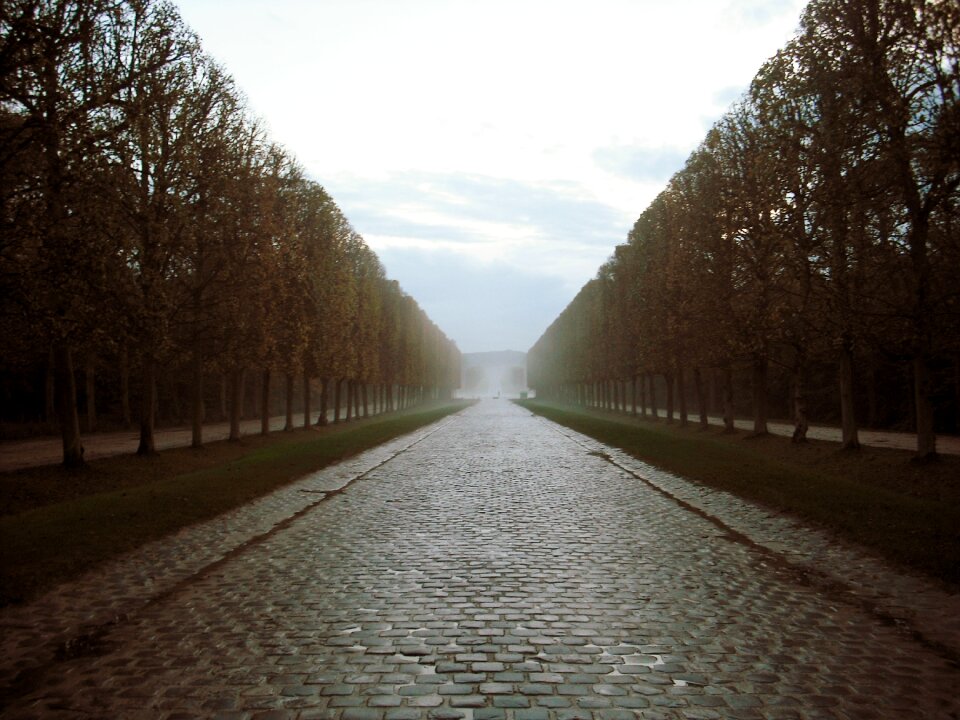 Trees road