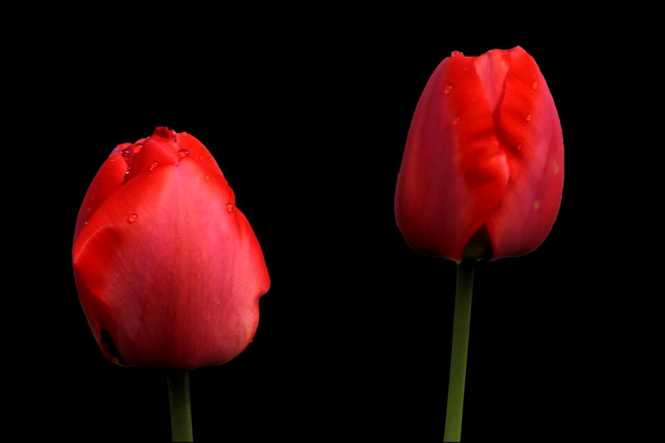 Spring spring flower flowers