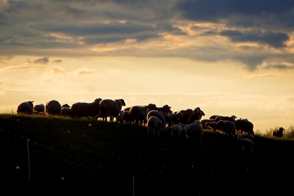 Abendstimmung dusk silhouette