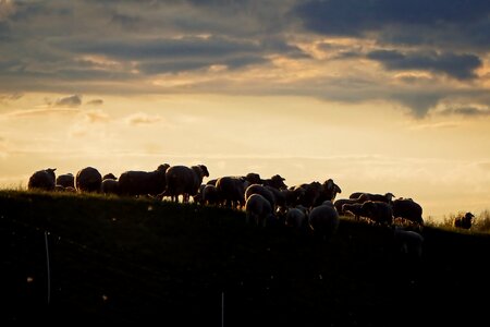 Abendstimmung dusk silhouette photo