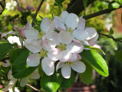 Apple tree close up bloom