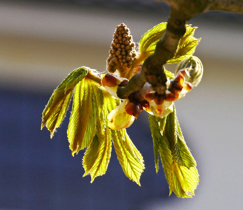 Blossom bloom spring