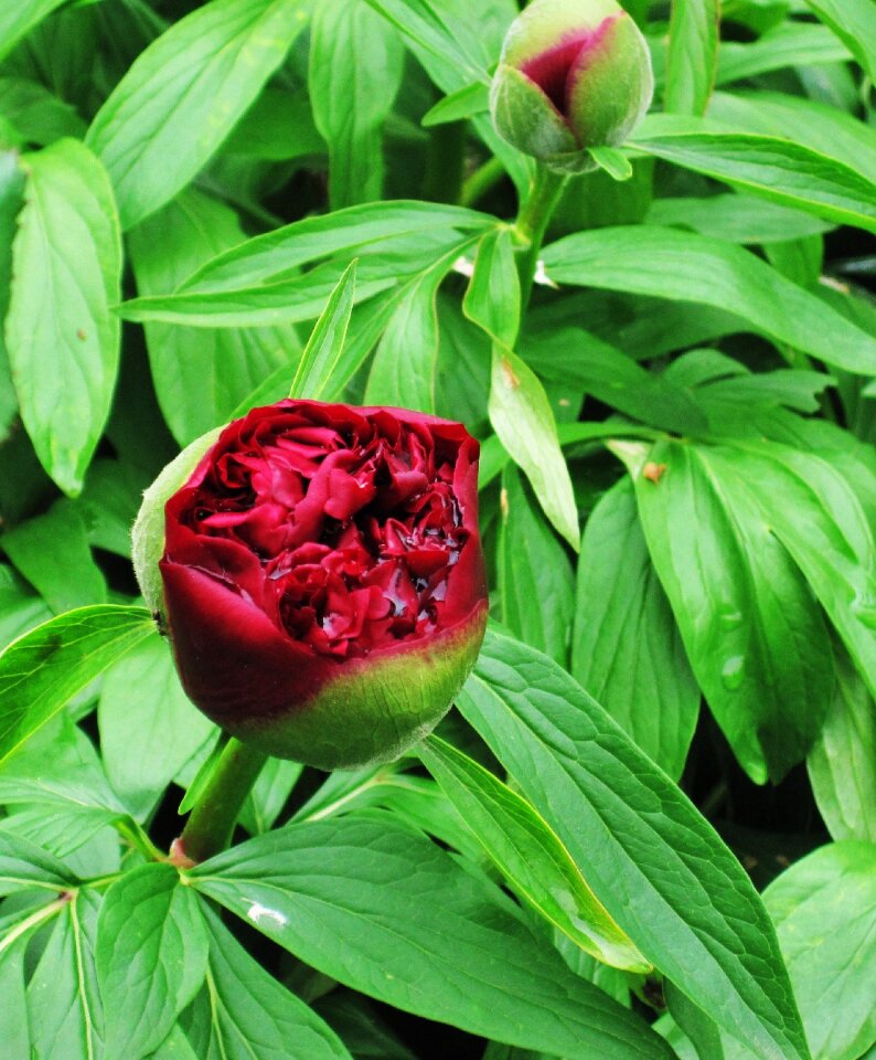 Bud paeonia pentecost rosengewächs