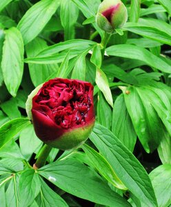 Bud paeonia pentecost rosengewächs