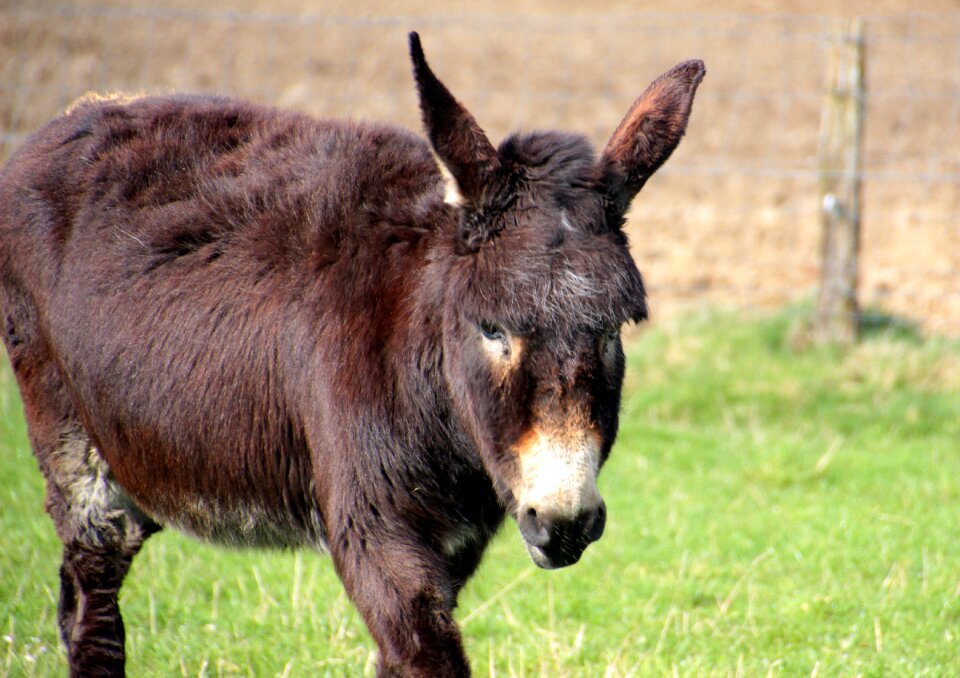 Animal stand dark brown