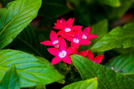 Flower summer leaves