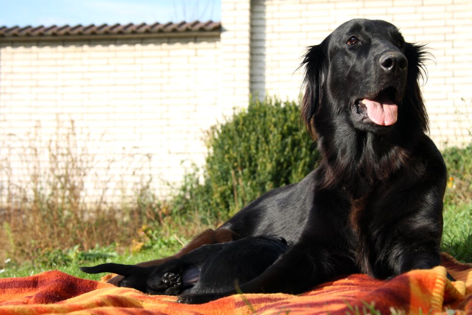 Black coat labrador hybrid