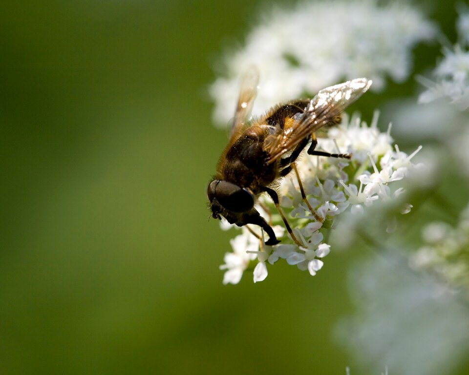 Insect spring blossom