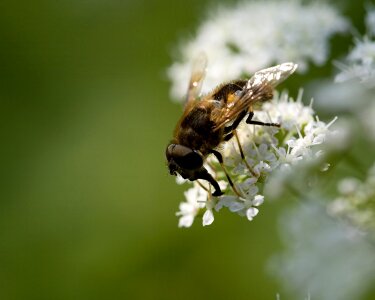 Insect spring blossom photo