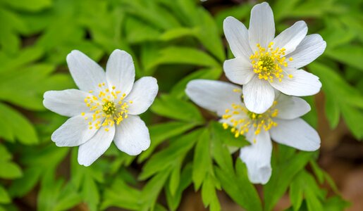 Plant wild flower close up photo