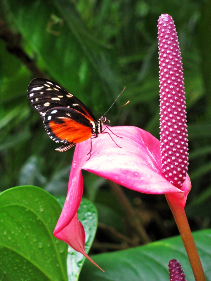 Monarch butterfly insect wings photo