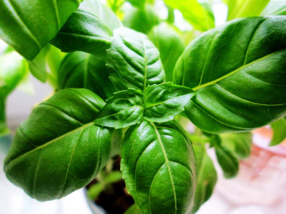Nature foliage spring