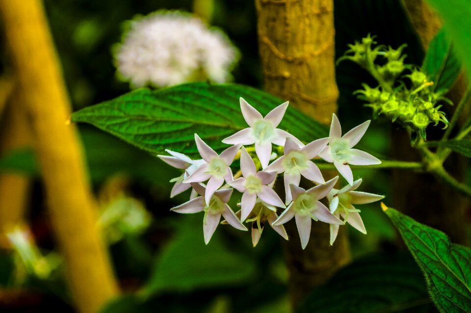 Nature flower summer