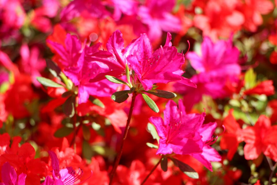 Plants april flowers