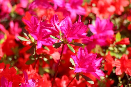 Plants april flowers