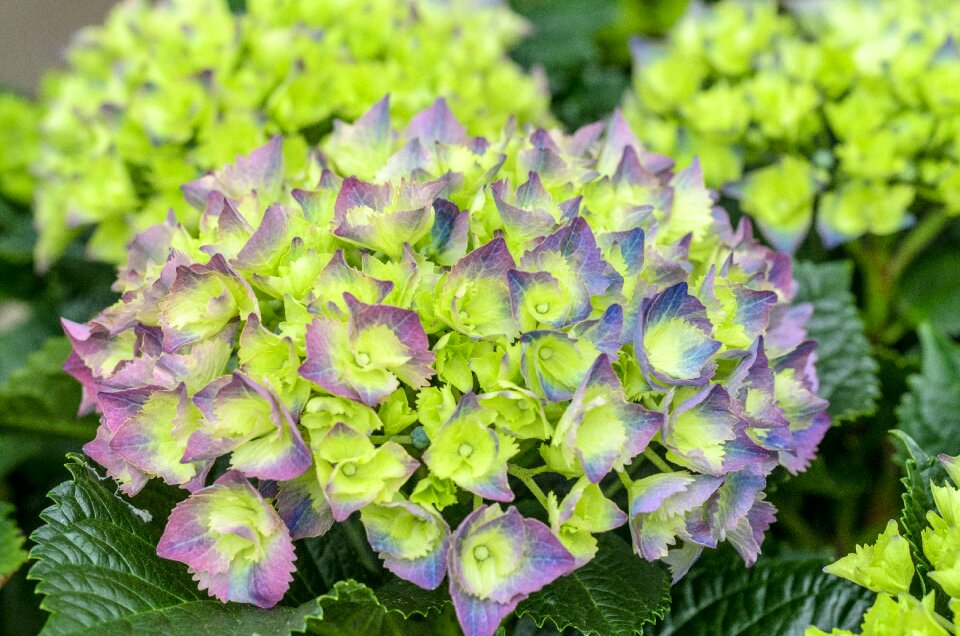 Purple pink flower