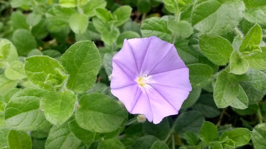 Blossom petal purple