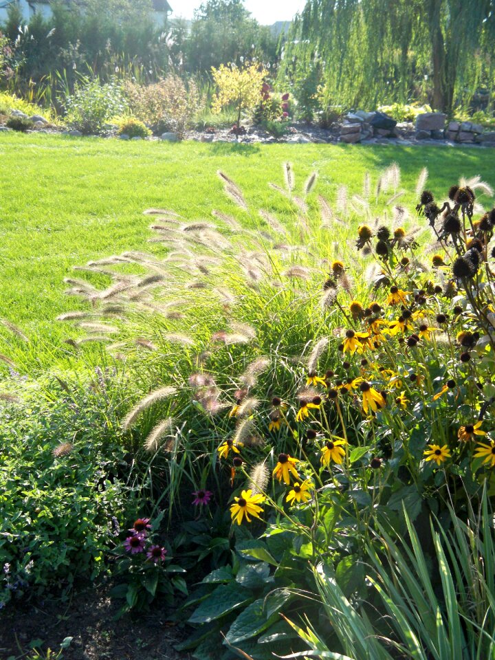 Meadow grass green plant