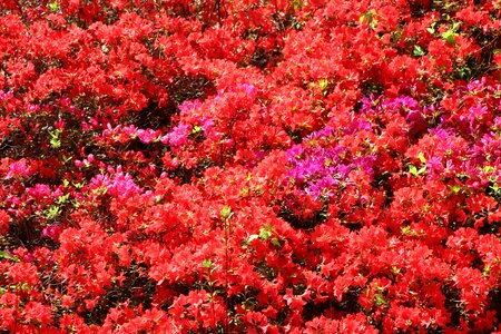 Plants april flowers