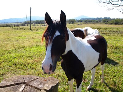 Nature animal country