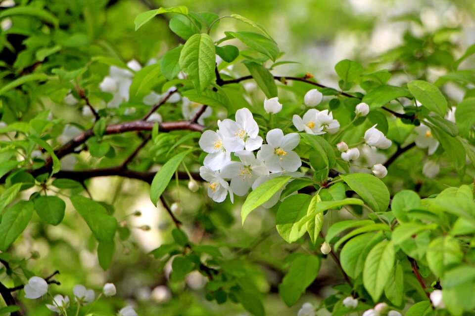 April a flower garden flower tree
