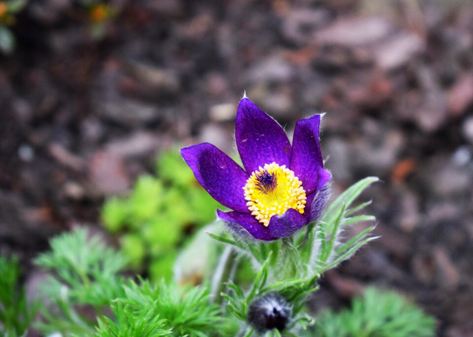 Spring nature garden