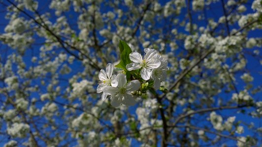 Flower sour cherry sunshine