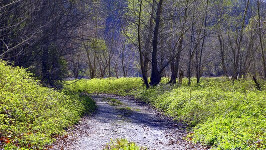 Trees nature forest photo