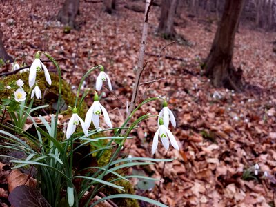 Flowers forest plants
