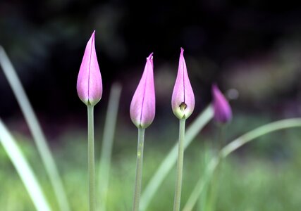 Pink rod spring photo