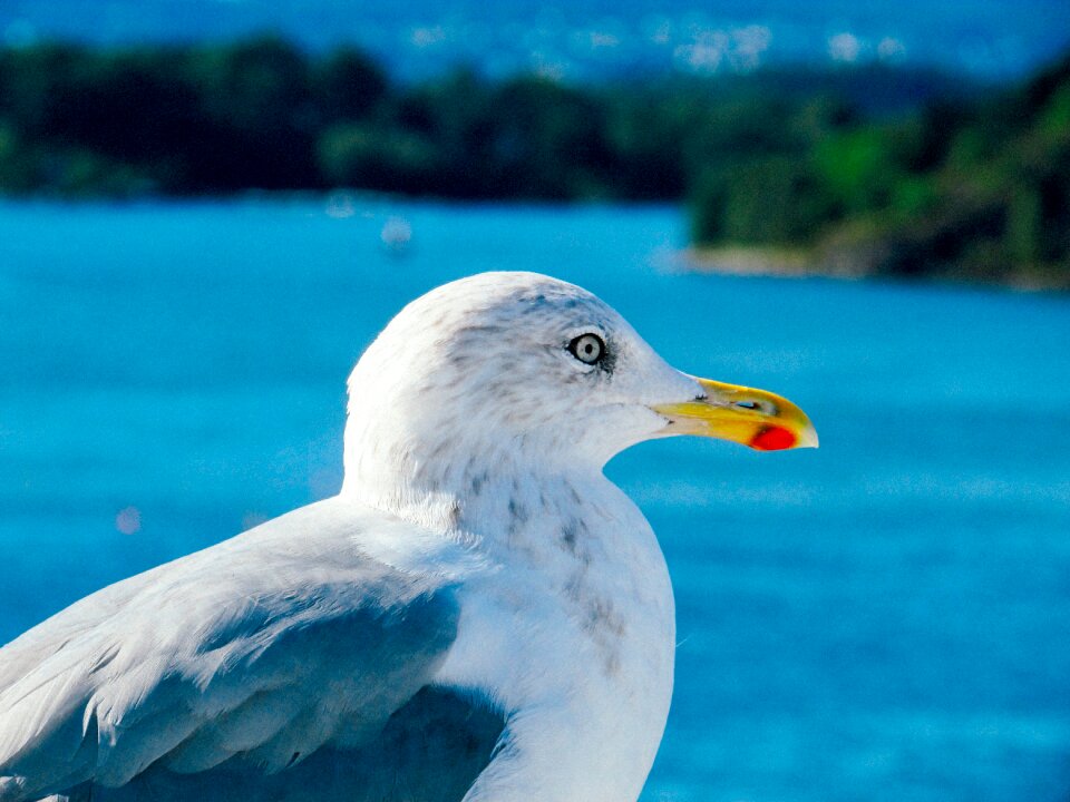 Nature animal white