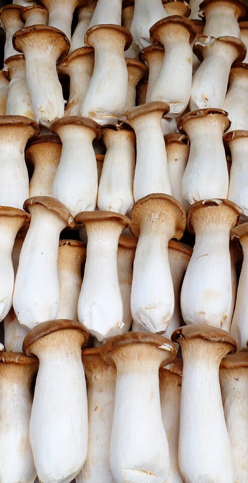 Mushrooms eat mushroom