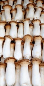 Mushrooms eat mushroom