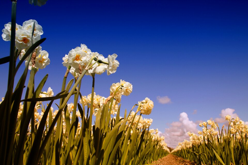 Nature flowers white