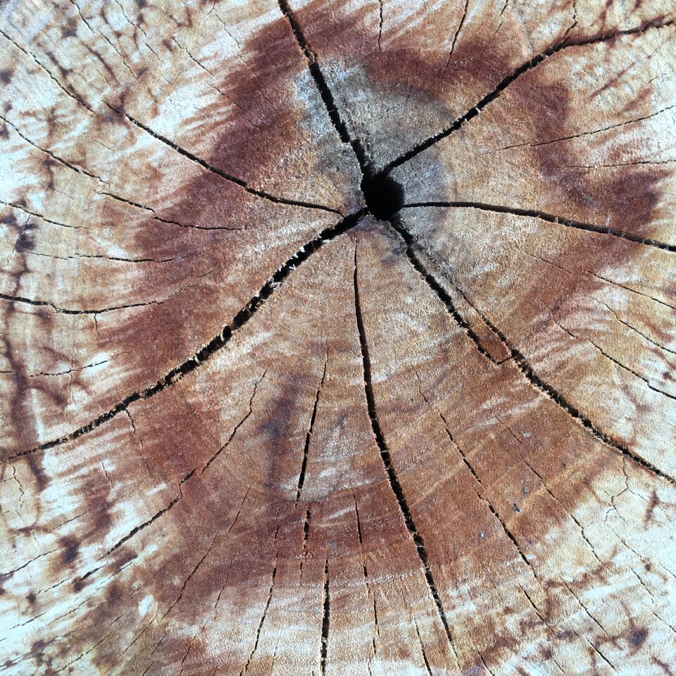 Cut trunk texture cracks