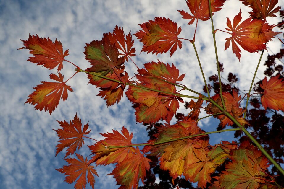 Colors red orange