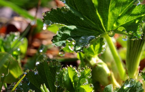 Rain raindrop nature