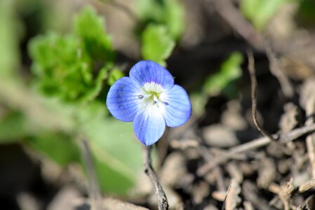 Close up nature spring photo