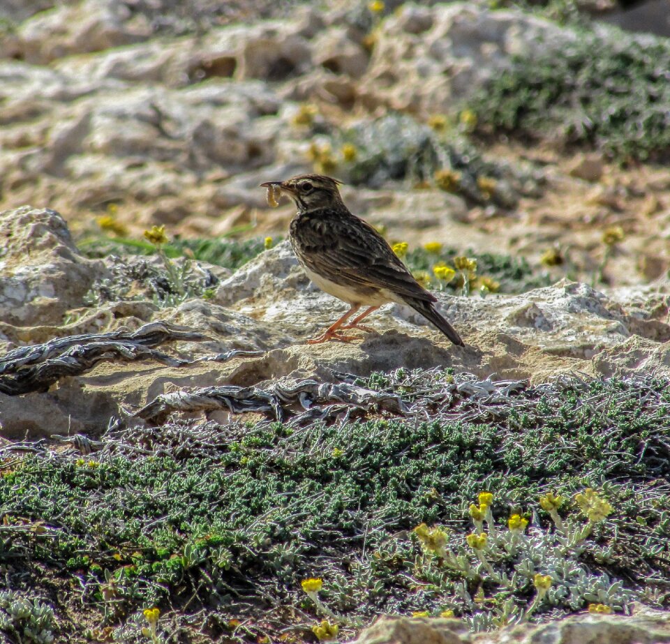 Wildlife nature fauna