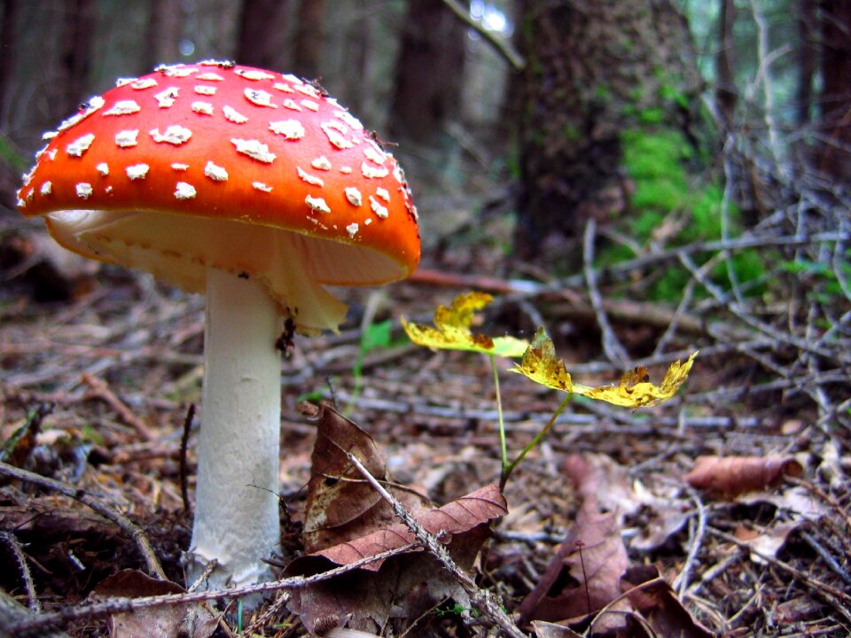 Forest nature autumn