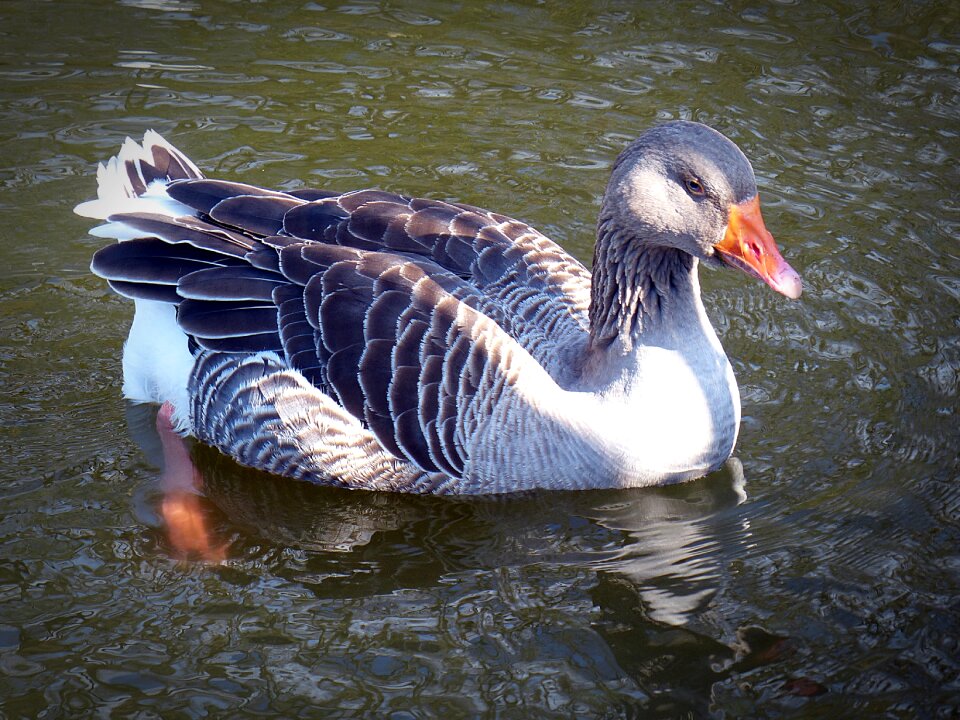 Water bird feather waterfowl